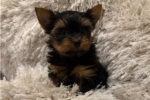 Monroe - puppy for sale