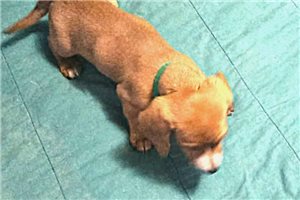 Misty - puppy for sale