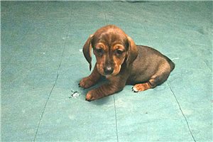 Missy - Dachshund, Mini for sale