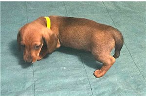 Mitsy - puppy for sale