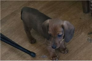 Alexis - Dachshund, Mini for sale
