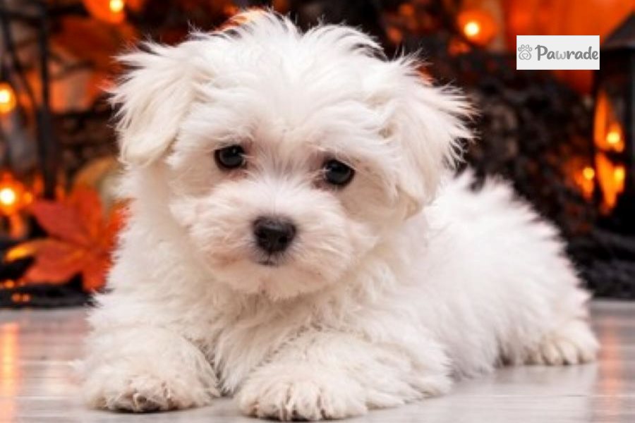 Burt - Maltese for sale