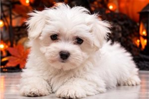 Burt - Maltese for sale
