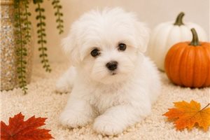 Ashlee - Maltese for sale