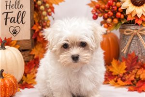 Archie - Maltese for sale
