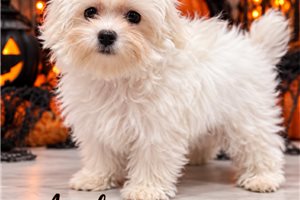 Archie - Maltese for sale