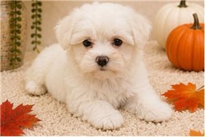 Archie - puppy for sale