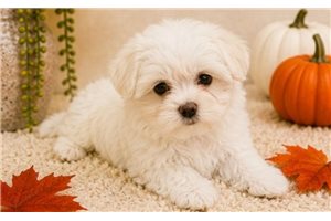 Adam - puppy for sale