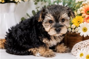 Milo - Morkie / Yorktese for sale
