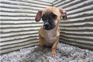 Dilly - Chihuahua for sale