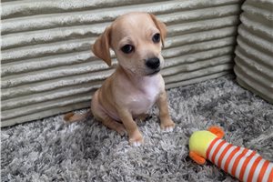 Maze - Chihuahua for sale