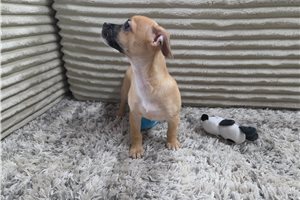 Dilly - Chihuahua for sale