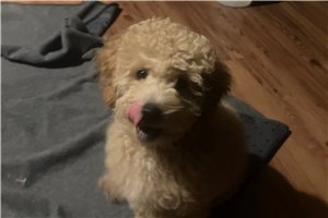 J.R. Junior, a Miniature Poodle placed with a Pawrade family