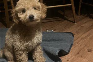 Lady Ariella, a Miniature Poodle placed with a Pawrade family