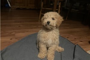 Arch Duke, a Miniature Poodle placed with a Pawrade family