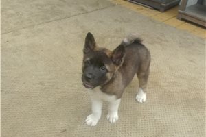 Coco - Akita for sale