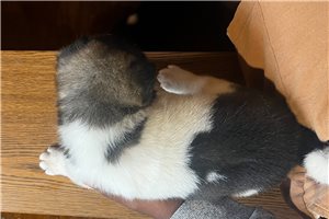 Thor - Akita for sale