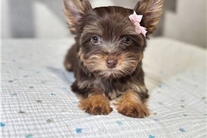 Lainey - Yorkie for sale