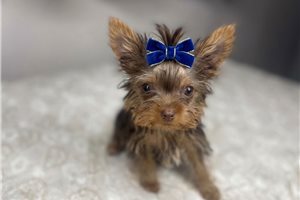 Alexander - Yorkie for sale