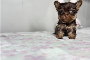 Abigail - Yorkshire Terrier - Yorkie for sale