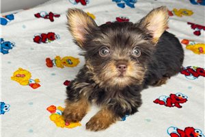 Lainey - Yorkshire Terrier - Yorkie for sale