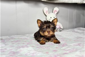 Lainey - Yorkshire Terrier - Yorkie for sale