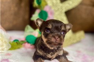 Abigail - Yorkshire Terrier - Yorkie for sale