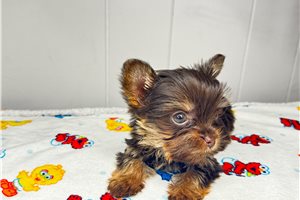 Abigail - Yorkie for sale