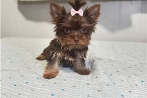 Abigail - Yorkshire Terrier - Yorkie for sale