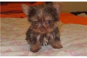 Alexander - Yorkie for sale
