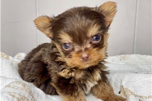 Alexander - puppy for sale