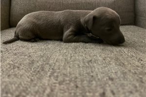 Bluey, a Italian Greyhound placed with a Pawrade family