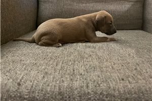 Champagne, a Italian Greyhound placed with a Pawrade family