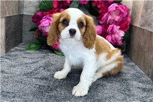 Arthur - puppy for sale