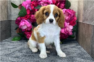 Alex - Cavalier King Charles Spaniel for sale