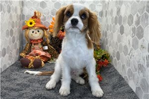 Arthur - Cavalier King Charles Spaniel for sale