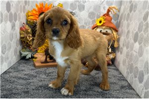 Adonis - puppy for sale