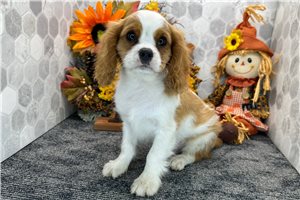 Arthur - Cavalier King Charles Spaniel for sale