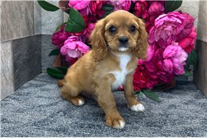 Adonis - puppy for sale