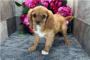 Aiden - puppy for sale