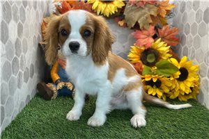 Arthur - Cavalier King Charles Spaniel for sale