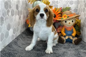 Arthur - Cavalier King Charles Spaniel for sale