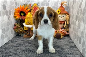 Alex - puppy for sale