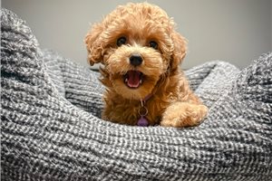 Anastasia - Poodle, Toy for sale