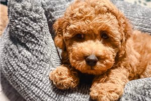 Anthony - Poodle, Toy for sale