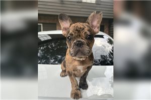 Blossom - French Bulldog for sale