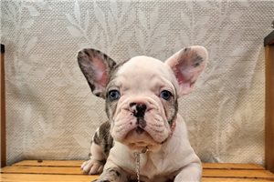 Blush - French Bulldog for sale