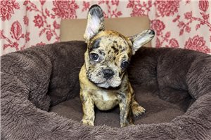 Blossom - French Bulldog for sale