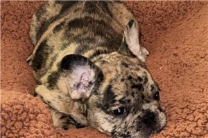 Blossom - puppy for sale