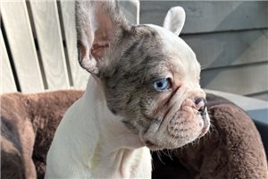 Blush - French Bulldog for sale